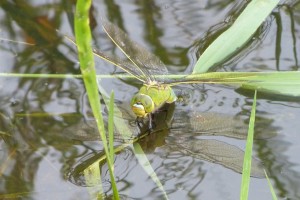 Female Emperor Dragonfly egg-laying at Crossness. (Photo: Ursula Keene) 