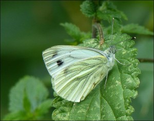 Green-veined White at Barnehurst Golf Course. (Photo: Mike Robinson)