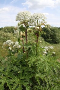 Although it's a spectacular plant, the invasive South American  Giant Hogweed is an unwelcome sight at several locations along the Cray valley, and is seen here at Upper College Farm. (Photo: Ralph Todd)