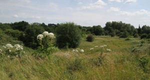 Giant Hogweed on the left. Native Hogweed on the right. They do occasionally hybridise. Pictured at Upper College Farm. (Photo: Ralph Todd).