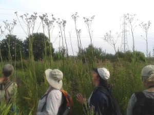 The QWAG team admire the towering Marsh Sow-thistles, a nationally scarce plant. (Photo: Paul de Sylva)