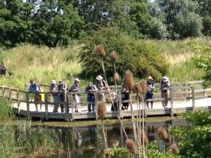 Attendees gathered on the Southern Marsh pond boardwalk to get superb close-up views of the considerable Dragonfly and Damselfly action. 