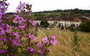 SINCs are supposed to be the most important places in the Borough where other species are 'allowed' to go about the very basic business of earning their living. But they are increasingly at the mercy of Bexley Council's fixation with the idea that more concrete = 'progress'. (Photo: Chris Rose) 