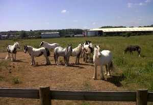 Ponies on Southern Marsh