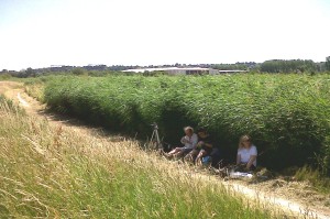 The volunteers from Lesnes Abbey Woods clearly prefer shadier habitats, and took advantage of a Reedbed to take some respite from the blazing sun!