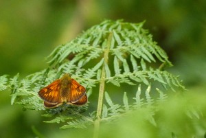 Large Skipper at Joyden's Woods. The pointed tips to the antennae are one of the features that distinguish this species from Small and Essex Skippers.  (Photo: Ralph Todd).