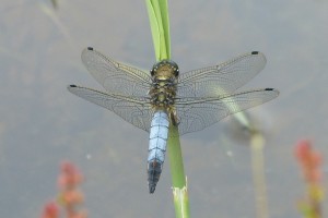 Male Black-tailed Skimmer on reed stem. (Photo: Ursula Keene)