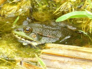 Marsh Frog in the ast ditch at ThamesRoad Wetland. This species was introducedto the UK in the mid nineteen thirties in the romney Marsh area and has spread widely since. (Photo: Paul de Zylva)