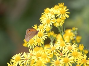 Meadow Brown