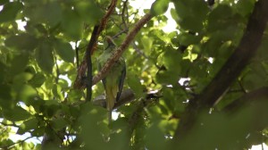 Ring-necked Parakeet