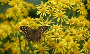 Speckled Wood