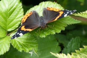 Red Admiral at Crossness. (Photo: Ursula Keene)
