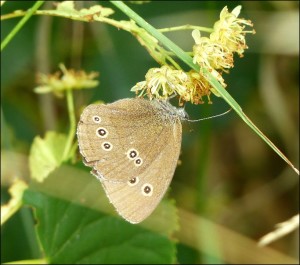 Ringlet on Lime flowers. (Photo: Mike Robinson)