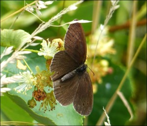 Open-winged Ringlet feeding on Lime flowers. (Photo: Mike Robinson)