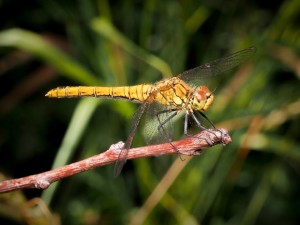 Ruddy Darter (Sympetrum sanguineum) at Crossness. (Photo: Mick Massie).