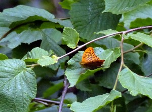 Silver-washed Fritillary, wings open. (Photo: Ralph Todd)