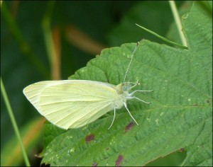 Small White at Barnehurst Golf Course. (Photo: Mike Robinson)