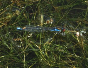 New site record: a Small Red-eyed Damselfly at Crossness, showing the key distinguishing features, which include the black 'X' at the tail end. (Photo: Pernendu Roy).