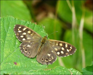 Speckled Wood at the Golf Course site. (Photo: Mike Robinson)
