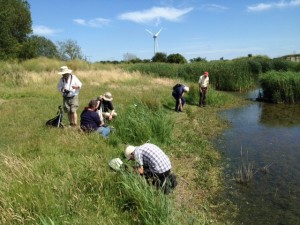 Entomologising and botanising the margins of the Southern Marsh wader scrape rounded off an interesting and productive day at Crossness. 