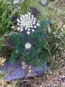 Wild Carrot in flower at EWOS (Photo: Moira Scottow)