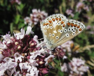 Brown Argus wing undersides. (Photo: Purnendu Roy)