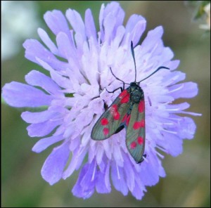 Six-spot Burnet moth on Scabious near Crossness, 11th July 2015.