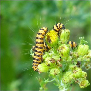 Cinnabar Moth caterpillars on their Ragwort foodplant, 9th July 2015.