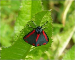 Adult Cinnabar moth, Crossness, 12th June 2015. 