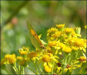 Clouded Yellow on Ragwort at Crossness on Erith Marshes, 18th July 2015.