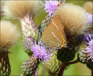 White-letter Hairstreak, showing why the scientific name includes w-album (white w). Pictured at Footscray Meadows by Mike Robinson. 