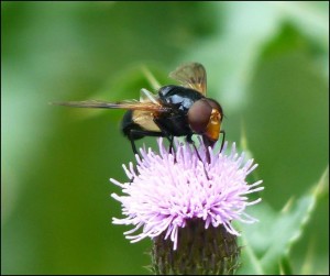 Hoverfly feeding on Creeping Thistle at Barnehurst Golf Course. (Photo: Mike Robinson)