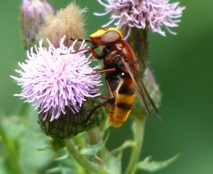 This fine large Hoverfly at the Golf Course had wings with a large yellowish margin and darker patches. (Photo: Mike Robinson)