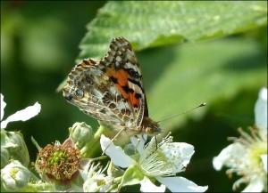 Painted Lady on Bramble flowers, Erith Marshes, 16th June 2015.