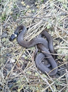 A closer view. This juvenile individual was a bit over 30cm/a foot long. Females can exceed 1.3 metres.