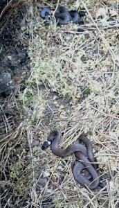 Two young Grass Snakes at Thames Road Wetland
