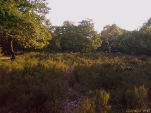 Lesnes Abbey Wood heathland back in late June 2010, before the Heather flowering season. (Photo: Chris Rose) 