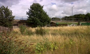 At the rear the developing False Oat Grass-dominated area provides a home for Grasshoppers and Crickets, with Lesnes Abbey Woods beyond.