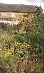 Canadian Golden Rod provides a splash of  late summer colour.