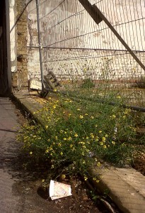 Narrow-leaved Ragwort provides a late source of nectar for insects.