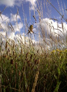 Female Wasp Spider in the Long Meadow at Erith Marshes. (Photo: Chris Rose)