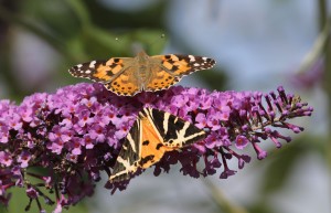 Painted Lady buterfly (top) and Jersey Tiger moth (bottom) on Buddleia. (Photo: Ralph Todd)