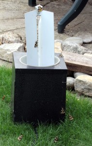 Ralph Todd was amazed to find numerous Jersey Tiger moths around his garden moth trap (Photo: Ralph Todd)