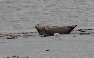 Common Seal on the Crayford Marshes Thames foreshore on 30th July 2015. (Photo: Ralph Todd)