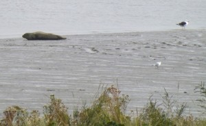 Common Seal and Great black-backed Gull, Crayford Marshes (Photo: Ralph Todd)