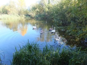 Family of Swans at Ruxley Gravel Pits.