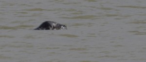 Grey Seal off Bexley at Crayfordness. (Photo: Ralph Todd).