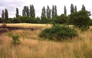 80% of Sites of Importance for Nature Conservation in Bexley, such as this one at Barnehurst Golf Course, so not have a management plan. Now, alarmingly, a revised grounds maintenance contract has been put out to tender, apparently without any biodiversity or nature conservation input. (Photo: Chris Rose) 