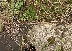 Grass Snake basking on a car tyre.  (Photo: Chris Rose)