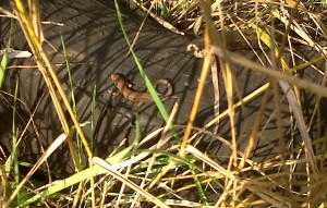 Baby Lizard basking on old car tyre. (Photo: Chris Rose)